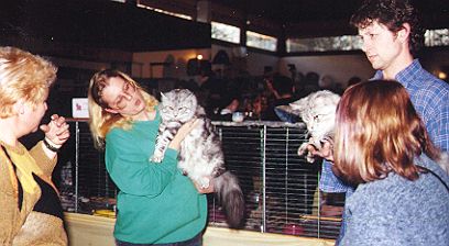 Maine Coon aus dem U-Wurf the Fabulous auf einer Ausstellung
