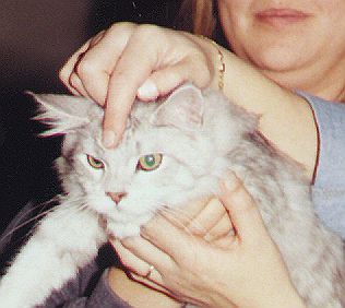 Uncle Sam the Fabulous, Maine Coon