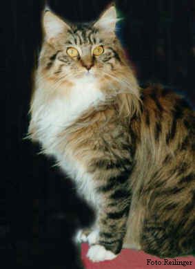 Hurricane of Love von Oxalis, Maine Coon