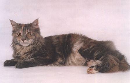 bonny of stonevallay, Maine Coon