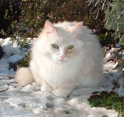 BusterKeaton the Fabulous, Maine Coon