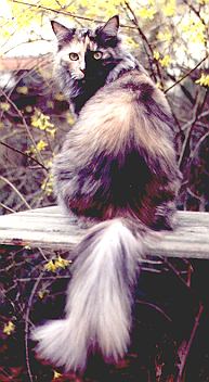 Catawba von Marienstein, Maine Coon