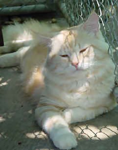 sibirische Katze, Siberian