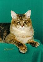 Maine Coon