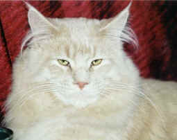 Earl of Tamany, Maine Coon