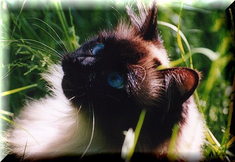 Emely von der Ritterburg, Neva Masquarade/Sibirische Katze, Siberian Colorpoint