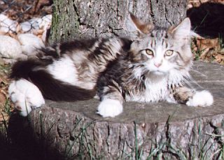 Maine Coon of Greystone