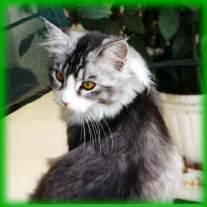 Canaletto's Lady Jane, Maine Coon