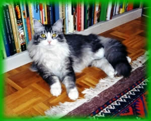 Canaletto's Lady Jane, Maine Coon
