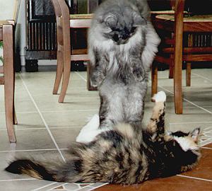 kampf.jpg (32017 Byte)