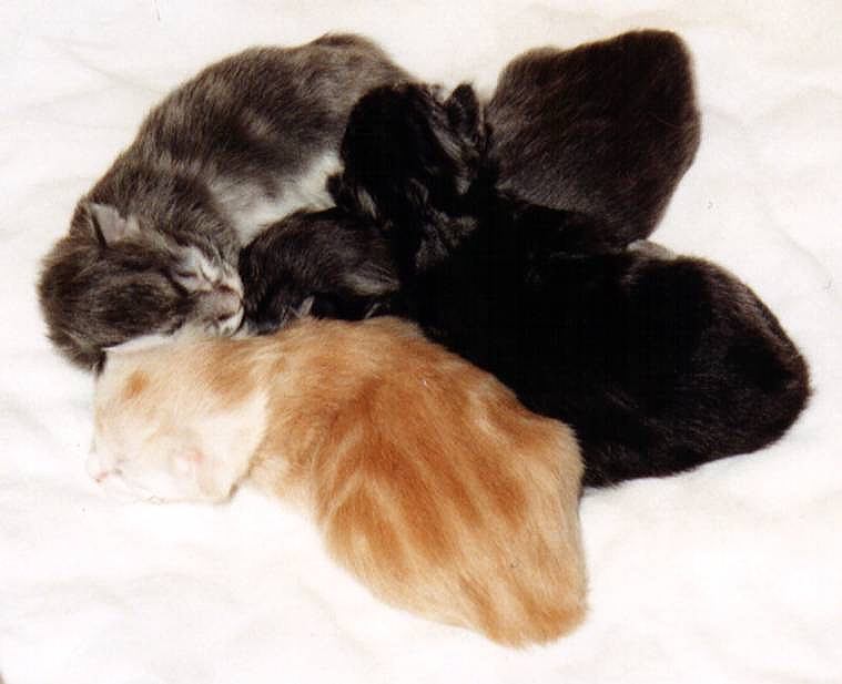 katzenbabys2.JPG (54284 Byte)