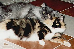 Maine Coon DianaTroi the Fabulous und HairyElvis the Fabulous