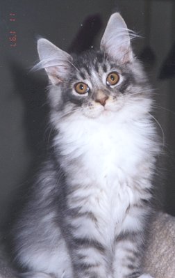 Maine Coon