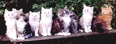 newkids.jpg (38451 Byte)