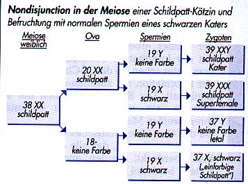 nondisjunction5.jpg (40423 Byte)