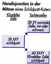 nondisjunction6.jpg (27747 Byte)