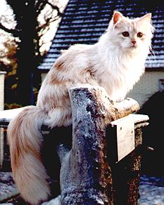 Osaka the Fabulous, Maine Coon