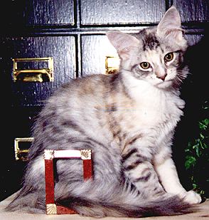 Quickly the Fabulous, Maine Coon