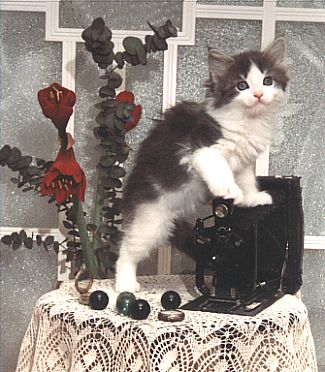 blue samson the fabulous, Maine Coon
