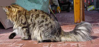 Longsleepers Da Capo, Maine Coon, black-spotted