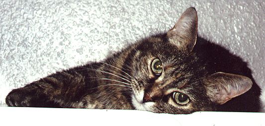 stummel.jpg (42704 Byte)