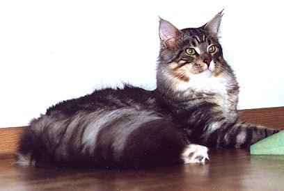 tiger10.jpg (25875 Byte)