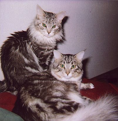 tigerurmel.jpg (51018 Byte)