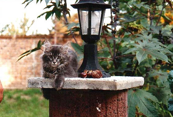 Csar of Wildcatstar, Maine Coon blue-classic-tabby