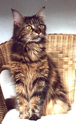 wutz.jpg (47092 Byte)